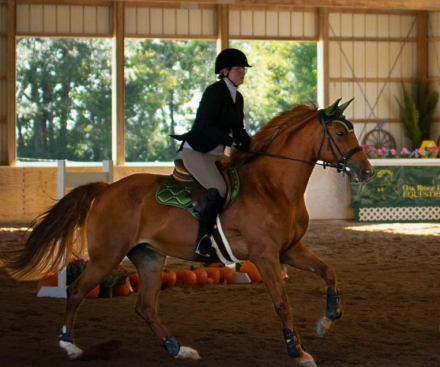 HorseID: 2310849 Martini Olive - PhotoID: 1097303