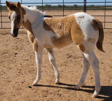 HorseID: 2310950 Spirit Scribbled Jule - PhotoID: 1095708