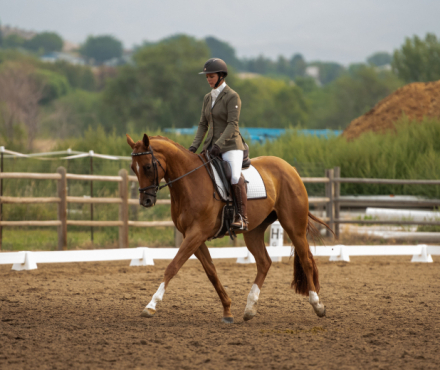 HorseID: 2310990 Backtalk Jones - PhotoID: 1098036