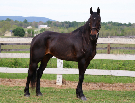 HorseID: 2311207 Hero - PhotoID: 1096021