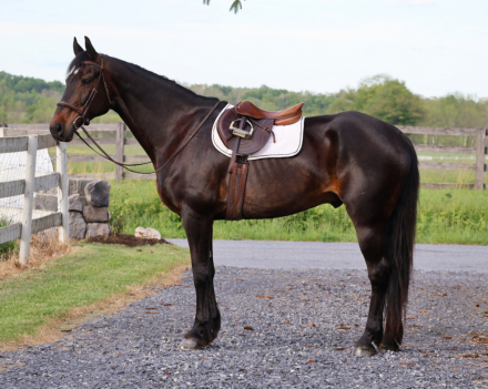 HorseID: 2311207 Hero - PhotoID: 1096022