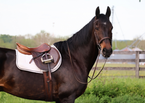 HorseID: 2311207 Hero - PhotoID: 1096023