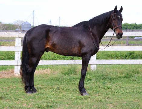 HorseID: 2311207 Hero - PhotoID: 1096024