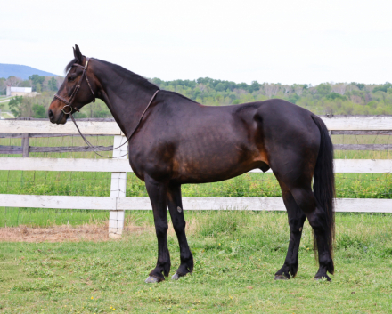 HorseID: 2311207 Hero - PhotoID: 1096025