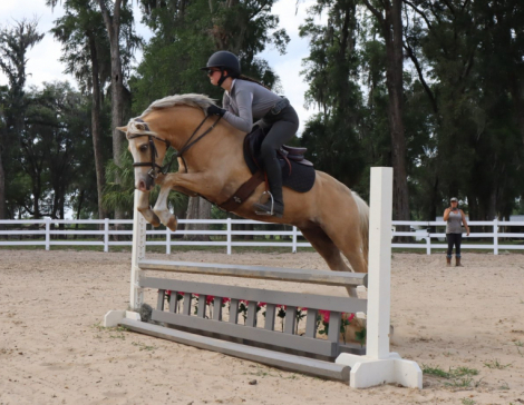 HorseID: 2311322 Smoke Tree (J) True Grit - PhotoID: 1096150