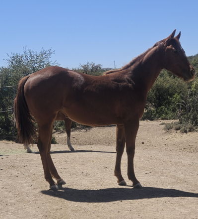 HorseID: 2311377 Kratos miracle - PhotoID: 1097837
