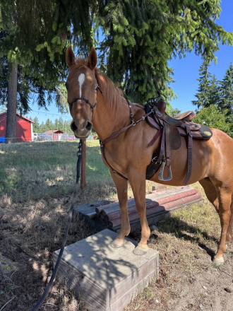 HorseID: 2311430 Tricky - PhotoID: 1098769