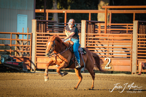 HorseID: 2311430 Tricky - PhotoID: 1098770
