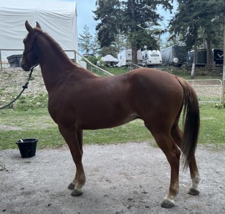 HorseID: 2311491 Hugo - PhotoID: 1096372