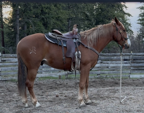 HorseID: 2311491 Hugo - PhotoID: 1096373