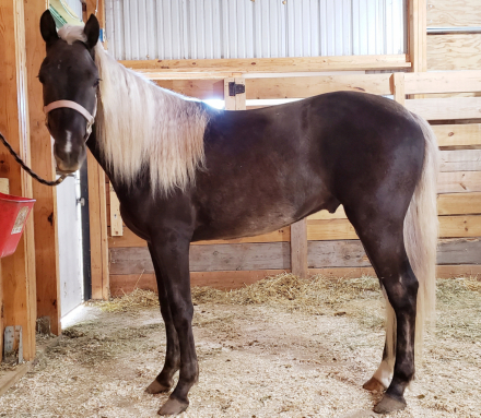 HorseID: 2311583 Gary - PhotoID: 1096479