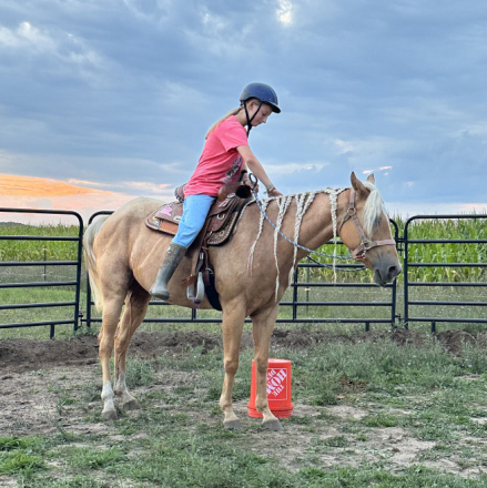 HorseID: 2311675 Triple D Surger - PhotoID: 1098046