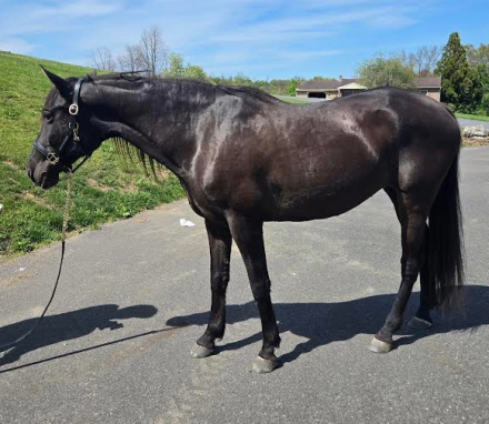 HorseID: 2311681 Nijarielles Sambra - PhotoID: 1096607