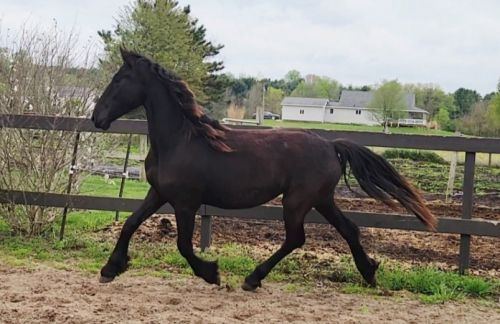 HorseID: 2311762 JFF Simply Vera - PhotoID: 1096704