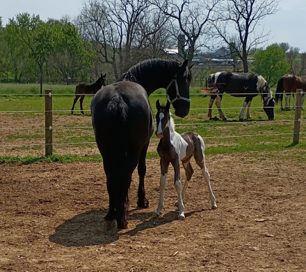 HorseID: 2311783 Traveler - PhotoID: 1096728