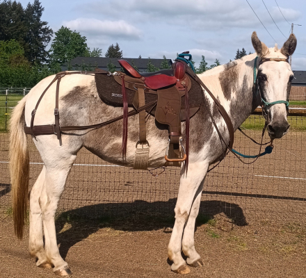 HorseID: 2311887 Dreamer - PhotoID: 1097914