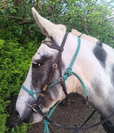 HorseID: 2311887 Dreamer - PhotoID: 1097915
