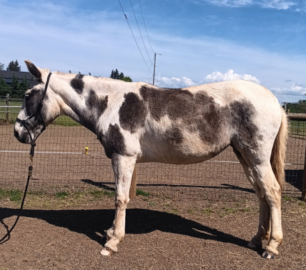 HorseID: 2311887 Dreamer - PhotoID: 1097916