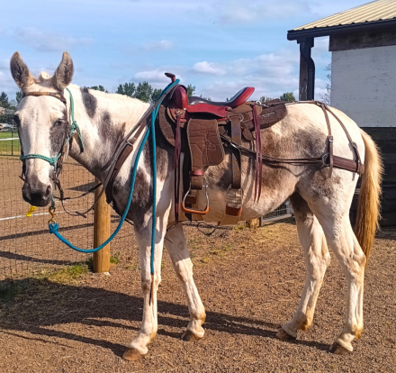 HorseID: 2311887 Dreamer - PhotoID: 1097917