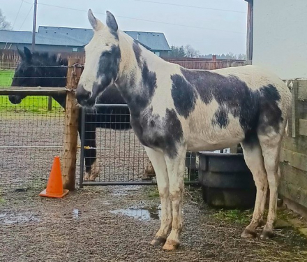 HorseID: 2311887 Dreamer - PhotoID: 1097919