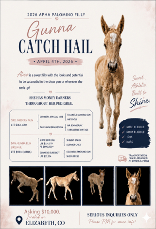 HorseID: 2311942 APHA Gunna Catch Hail - PhotoID: 1097921