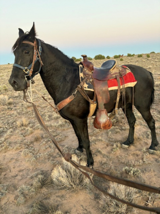 HorseID: 2311962 Jake - PhotoID: 1096967