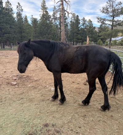 HorseID: 2311962 Jake - PhotoID: 1096969