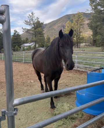 HorseID: 2311962 Jake - PhotoID: 1096970