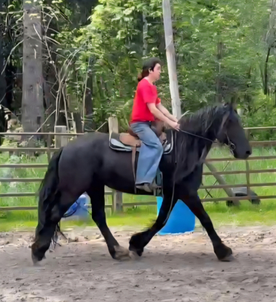 HorseID: 2311985 Foxy - PhotoID: 1097001