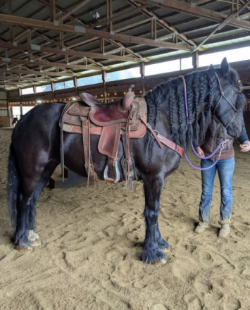 HorseID: 2311985 Foxy - PhotoID: 1097002