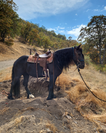 HorseID: 2311985 Foxy - PhotoID: 1097003
