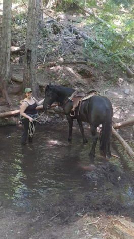 HorseID: 2311985 Foxy - PhotoID: 1097004