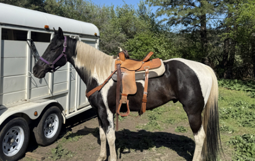 HorseID: 2312056 Somethin About Cowboy - PhotoID: 1098073