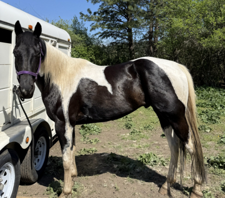 HorseID: 2312056 Somethin About Cowboy - PhotoID: 1098074