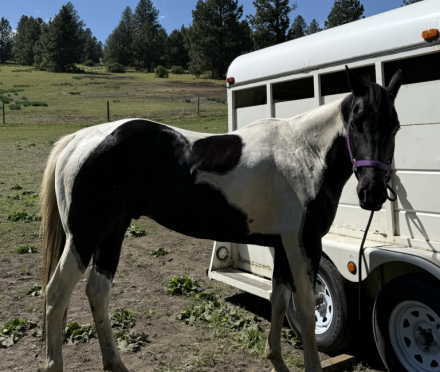 HorseID: 2312056 Somethin About Cowboy - PhotoID: 1098075