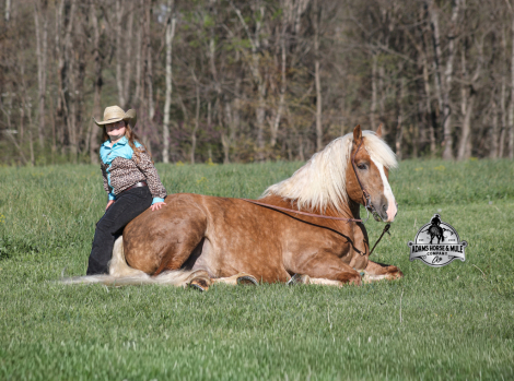 HorseID: 2312064 Buddy- 2 Week Guarantee - PhotoID: 1097992