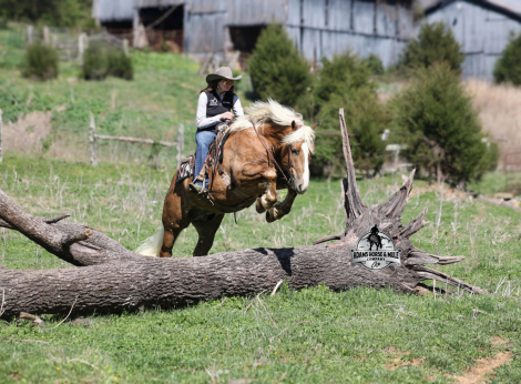 HorseID: 2312064 Buddy- 2 Week Guarantee - PhotoID: 1097993