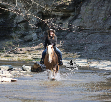 HorseID: 2312064 Buddy- 2 Week Guarantee - PhotoID: 1097994