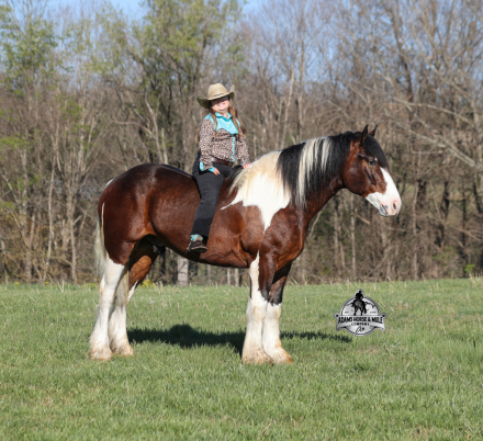 HorseID: 2312065 Chantz-2 week Guarantee - PhotoID: 1097996