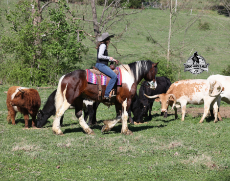 HorseID: 2312065 Chantz-2 week Guarantee - PhotoID: 1097997