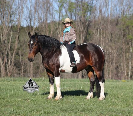 HorseID: 2312070 Cherokee- 2 week Guarantee - PhotoID: 1097999
