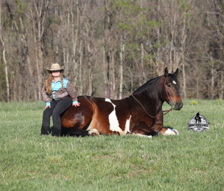 HorseID: 2312070 Cherokee- 2 week Guarantee - PhotoID: 1098000