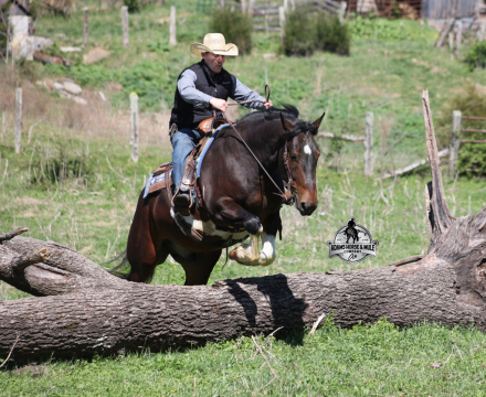 HorseID: 2312070 Cherokee- 2 week Guarantee - PhotoID: 1098001