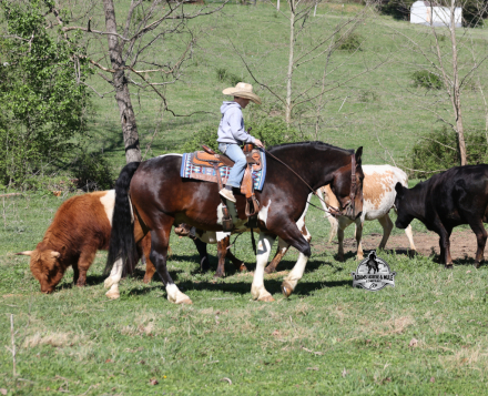 HorseID: 2312070 Cherokee- 2 week Guarantee - PhotoID: 1098002