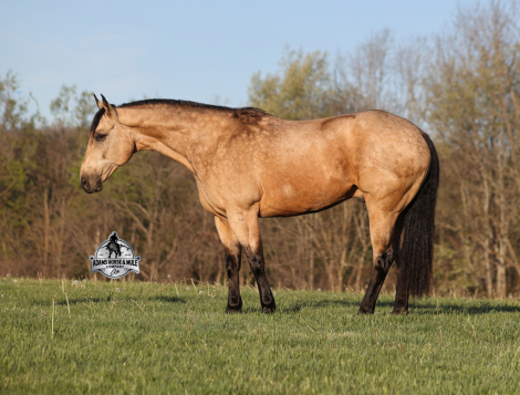 HorseID: 2312073 Tanner-2 week Guarantee - PhotoID: 1098004