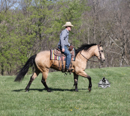 HorseID: 2312073 Tanner-2 week Guarantee - PhotoID: 1098005