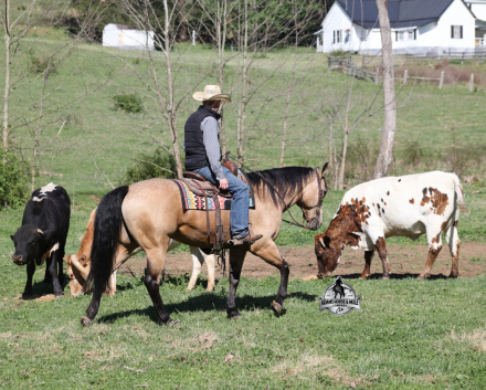 HorseID: 2312073 Tanner-2 week Guarantee - PhotoID: 1098006