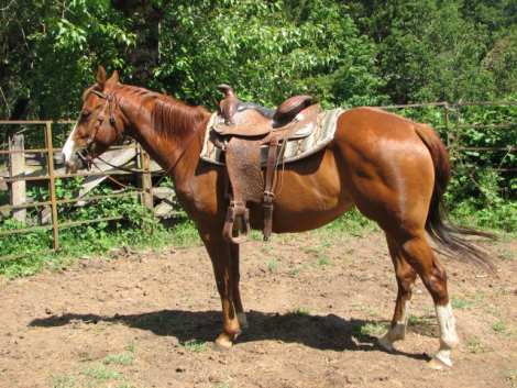HorseID: 2312086 Drifts Autumn Lena - PhotoID: 1097282