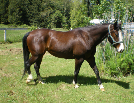 HorseID: 2312086 Drifts Autumn Lena - PhotoID: 1097282