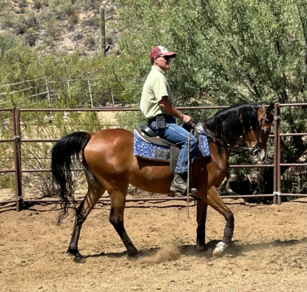 HorseID: 2312097 Jewel of Gazal - PhotoID: 1097434